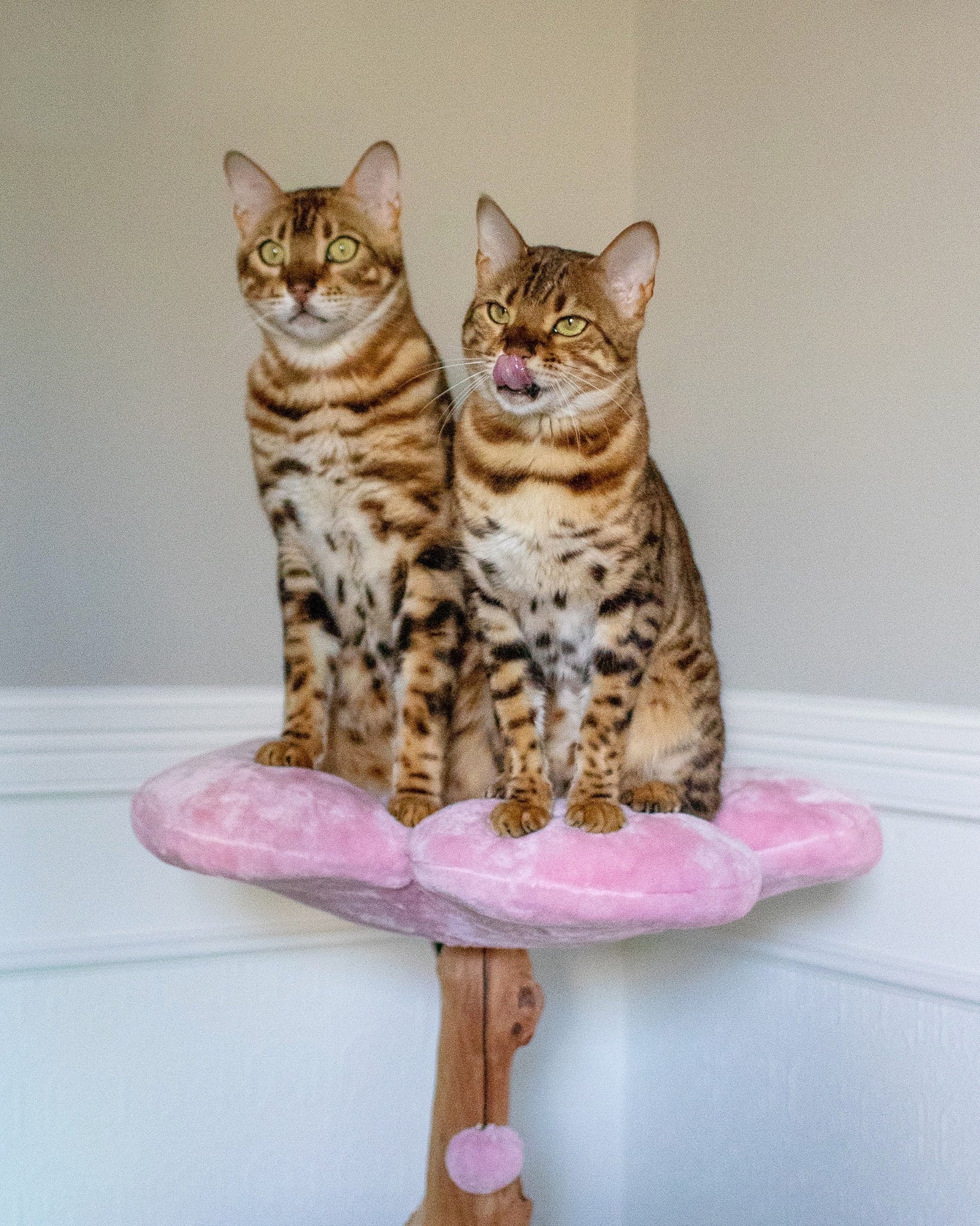 Two cats relaxing on a pink cherry blossom cat tree