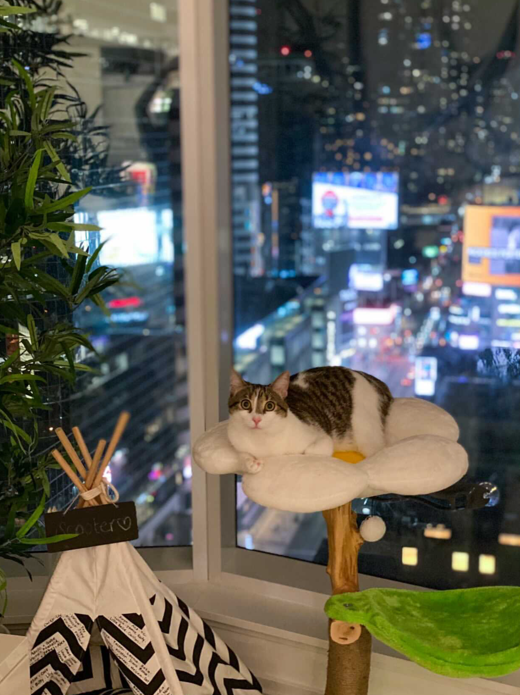 DAISY DOS - KBS FLORAL CAT TREE