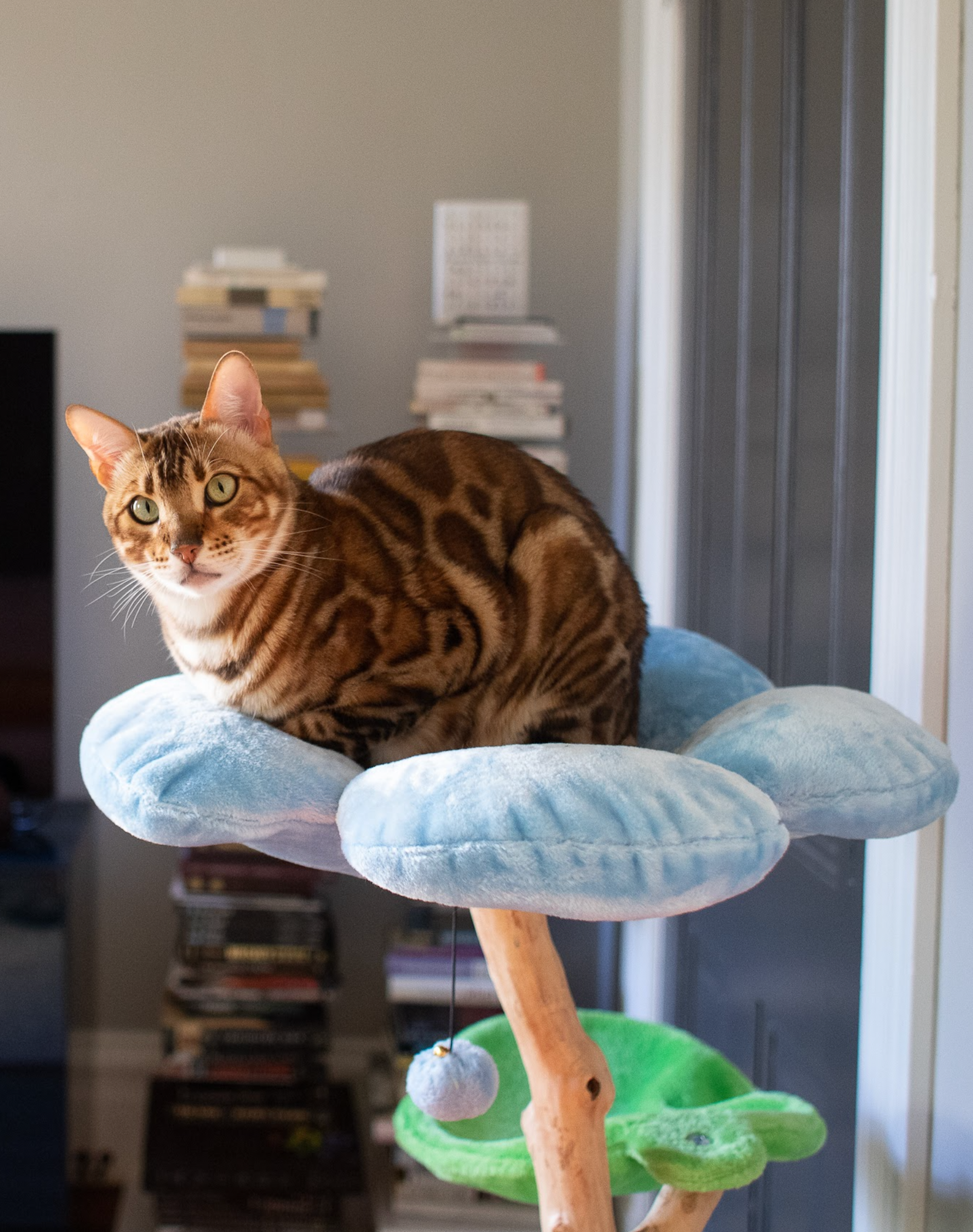 Hydrangea Blue Tres Flower Cat Tree & Condo, Large, Blue, Kbspets