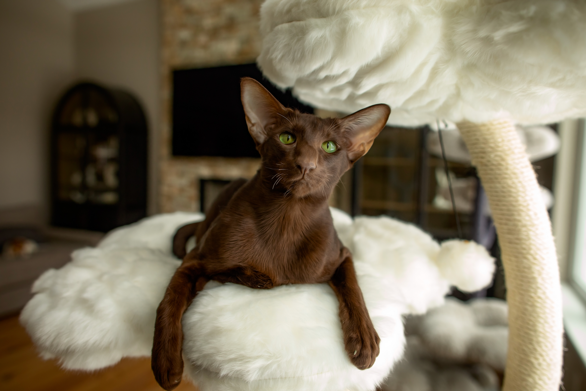 A brown cat perched on a cat tree, enjoying its elevated spot