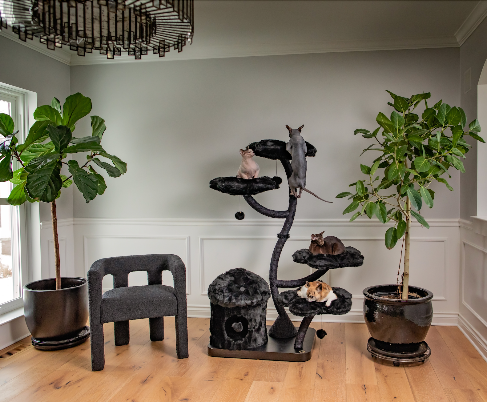 Teddy noir eden - Indoor cat tree surrounded by plants and mirror