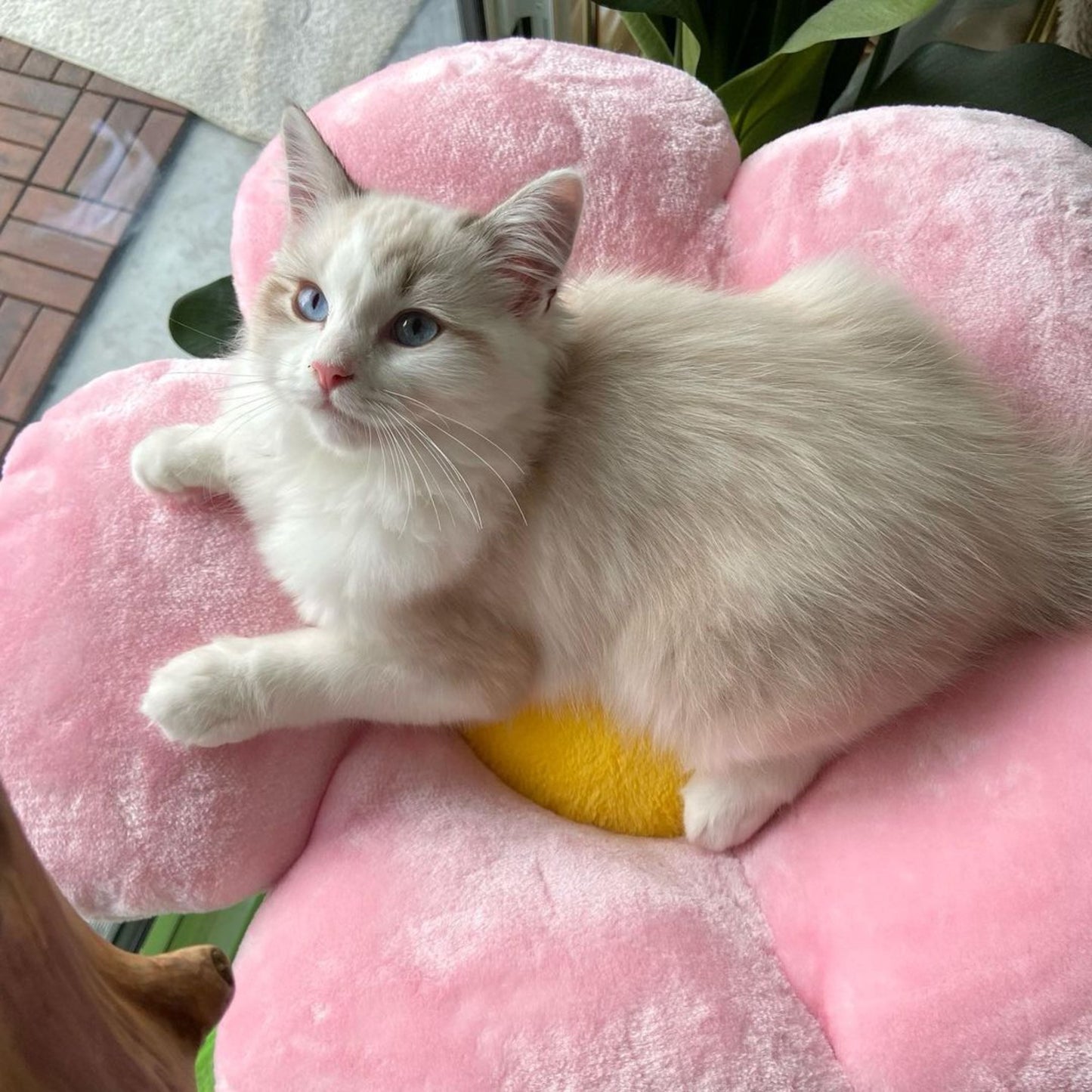 White cat peacefully rests on pink flower petal, adding charm to cat tree