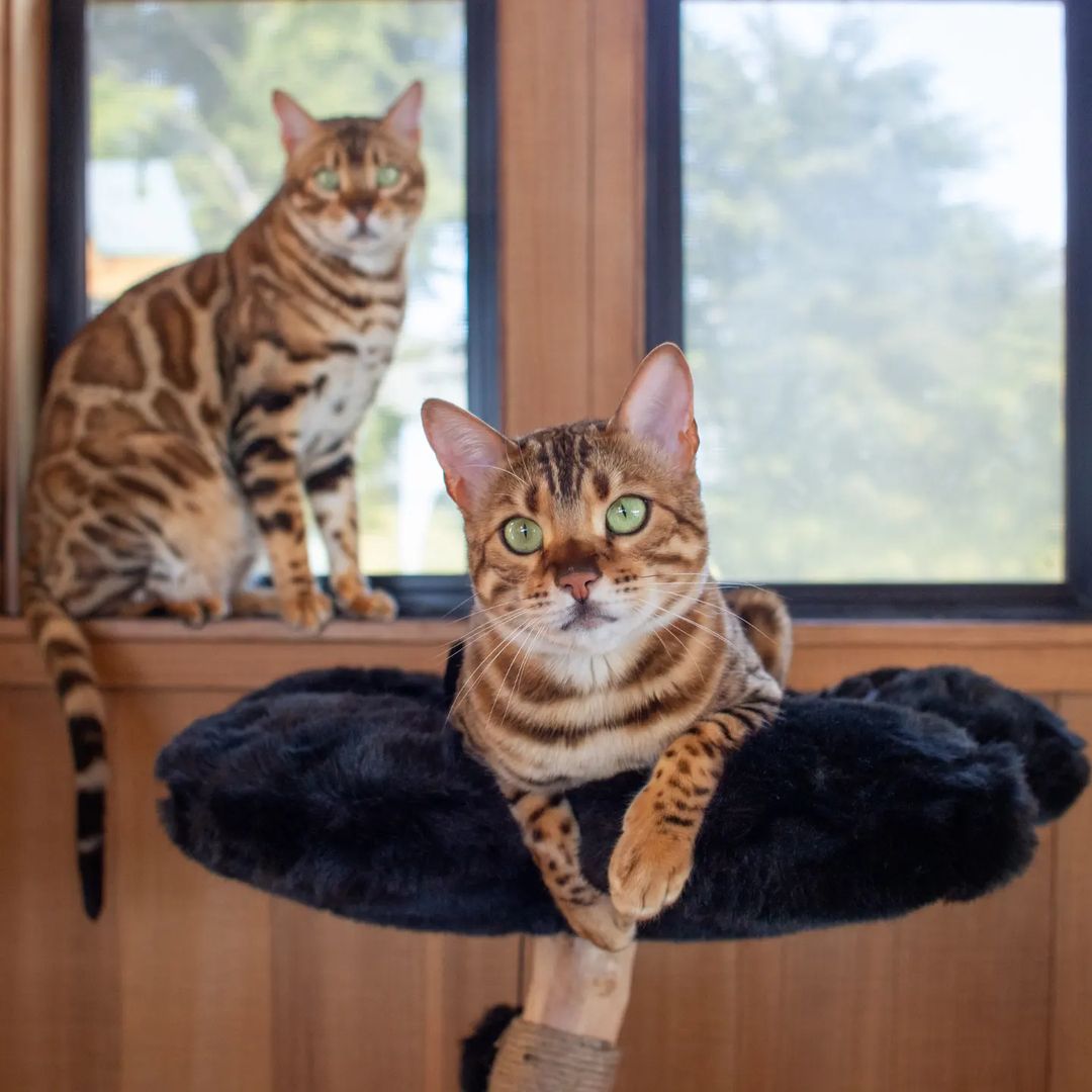 TEDDY NOIR DOS - KBS FLORAL CAT TREE