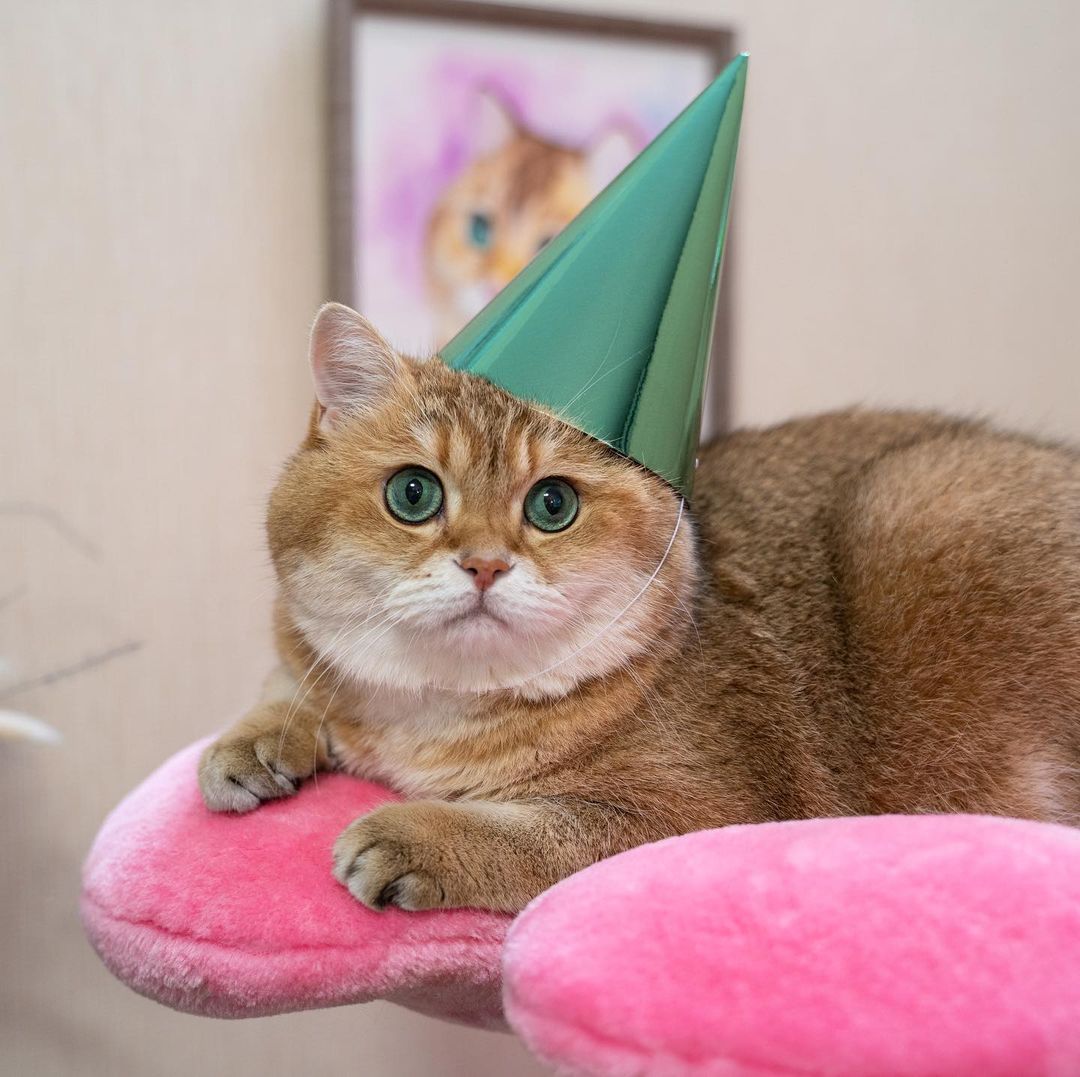 @HOSICO_CAT - AZALEA TRES