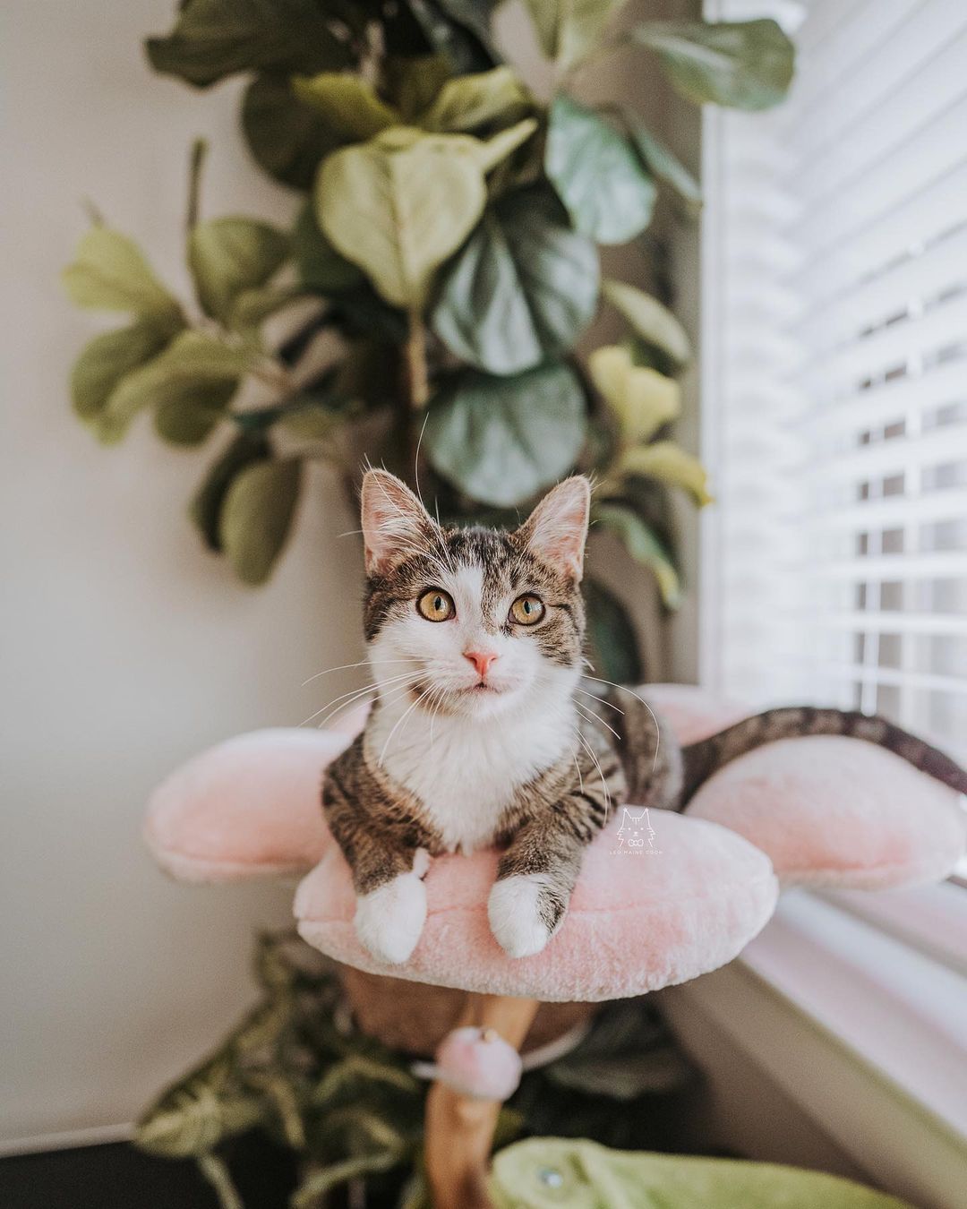 A cat on a pink cat tree with cherry blossoms
