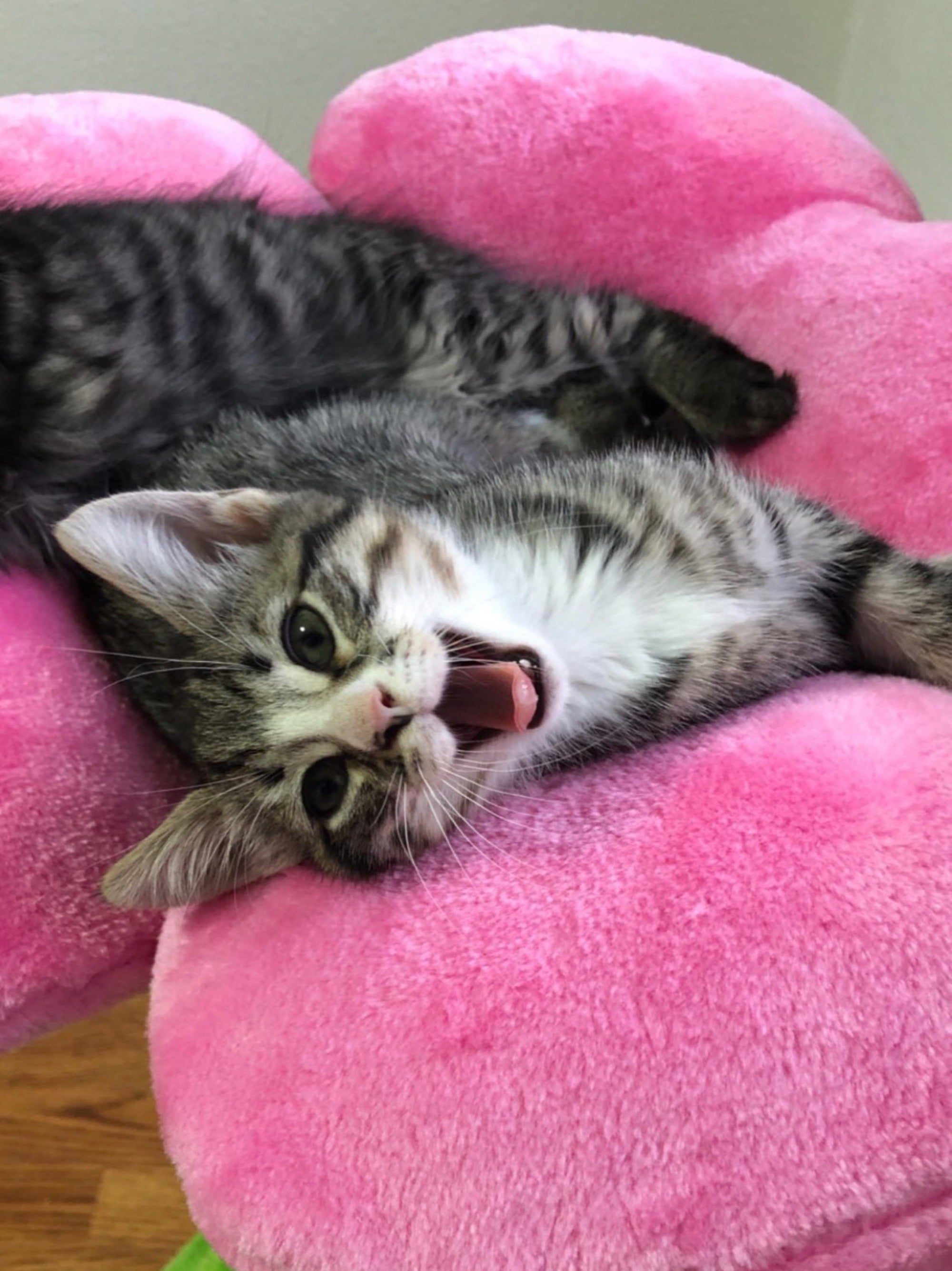 AZALEA DOS - KBS FLORAL CAT TREE