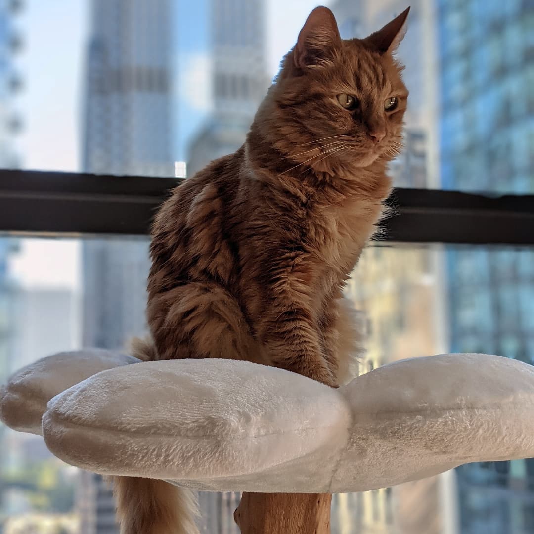 DAISY UNO - KBS FLORAL CAT TREE