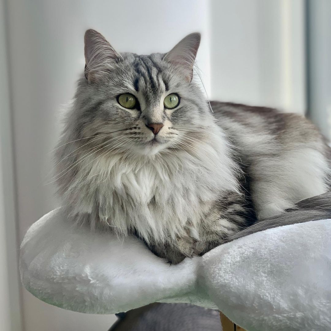 DAISY TRES - KBS FLORAL CAT TREE